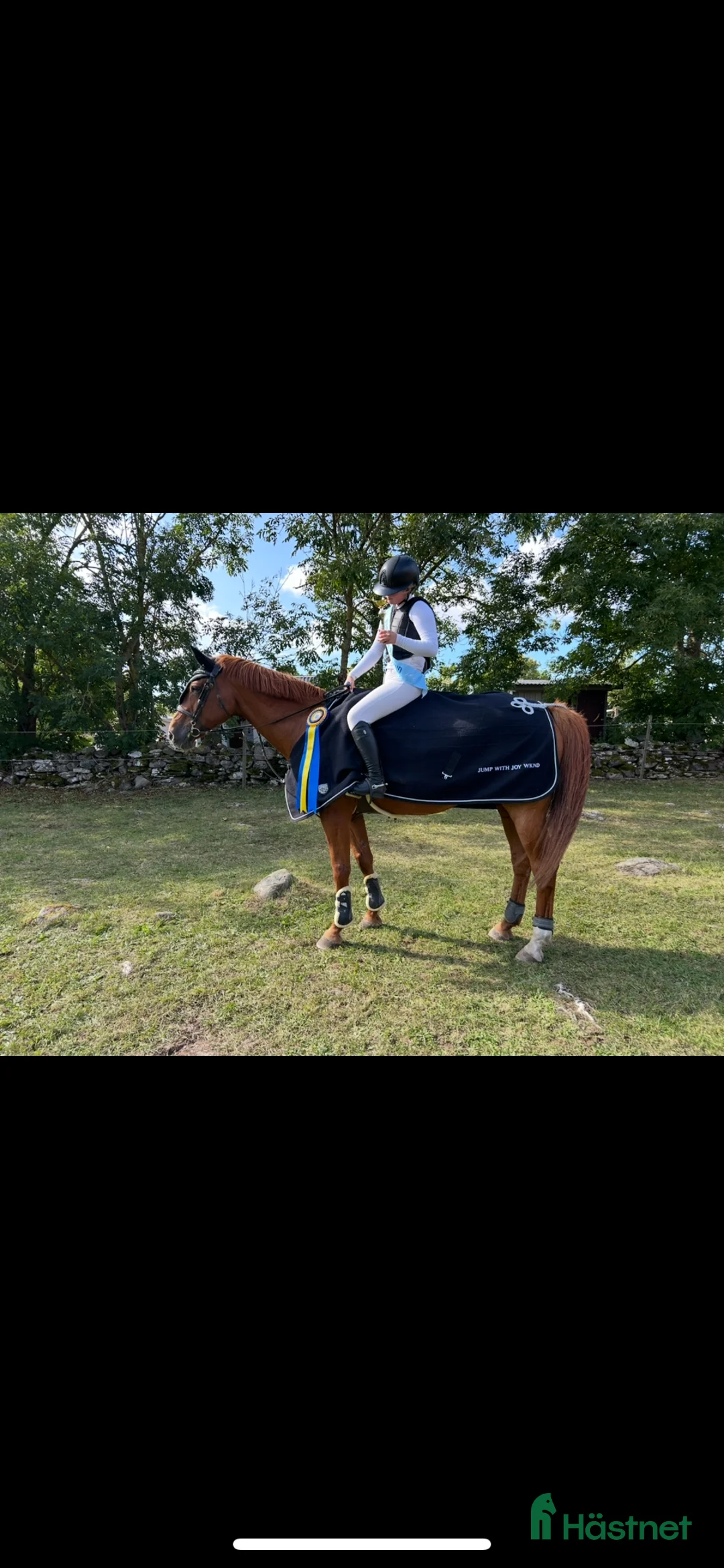 Allround hästar till salu: Fräsch läromästare och bästa vän  i Bergkvara - Annons 3