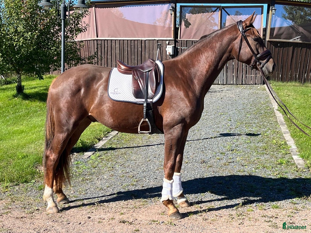 Dressyr hästar till salu: Fin dressyrvalack i Månsarp - Annons 2