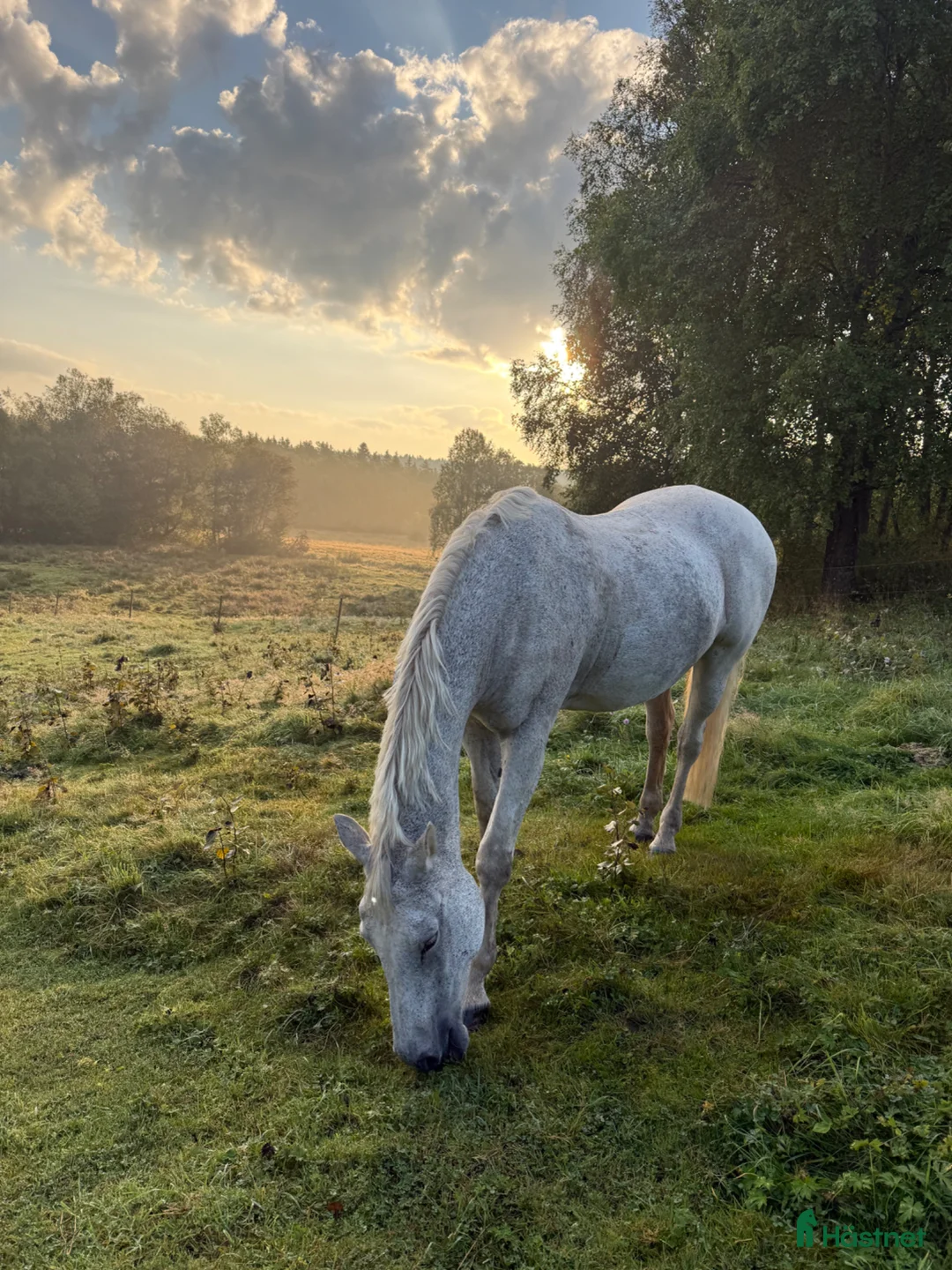 Western hästar sökes: Söker westernhäst - Annons 1