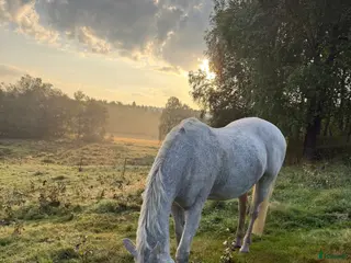 hästar Söker westernhäst - Annons 6