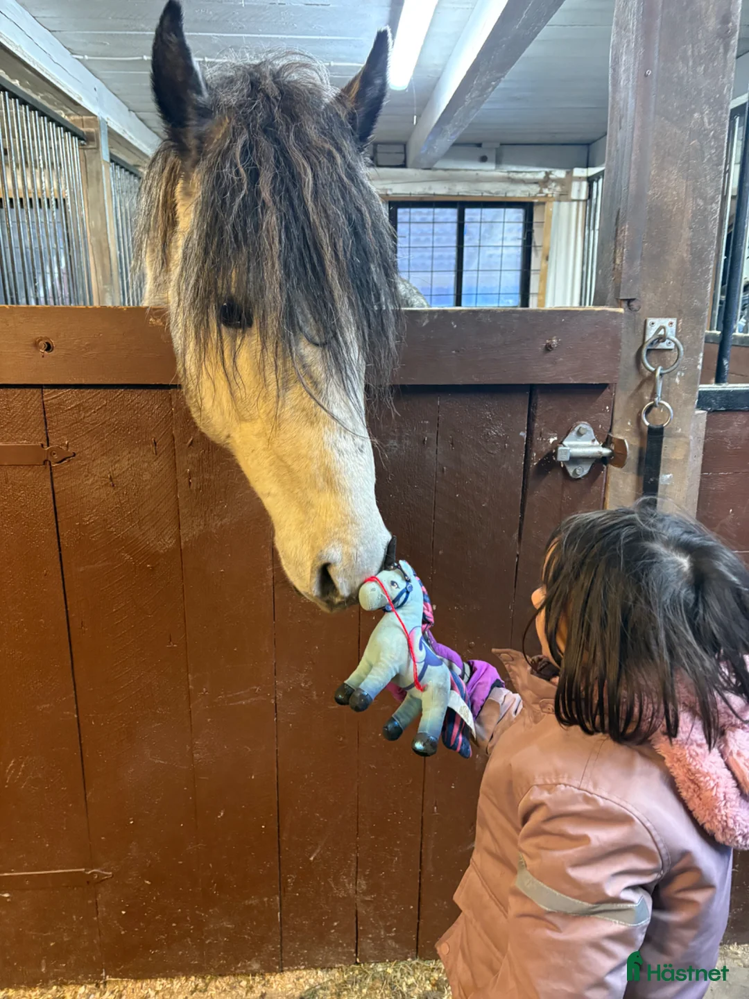 Allround hästar till salu: Snäll häst med potential  - Annons 1