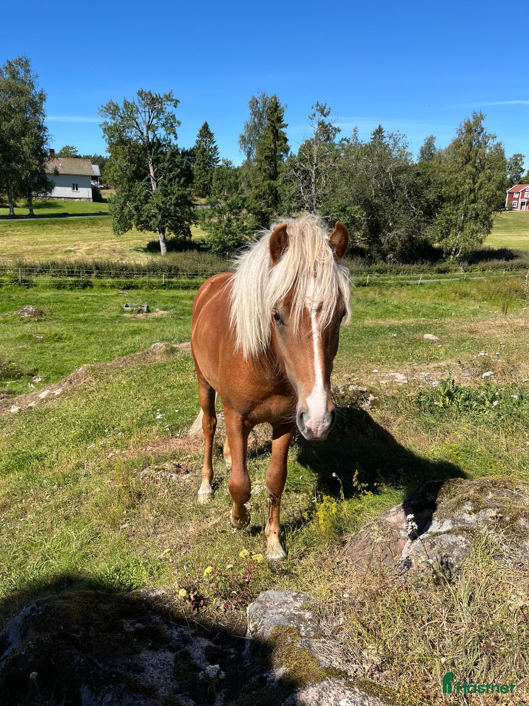 Island hästar till salu: Snäll charmig och snygg hingst i Nässjö - Annons 14
