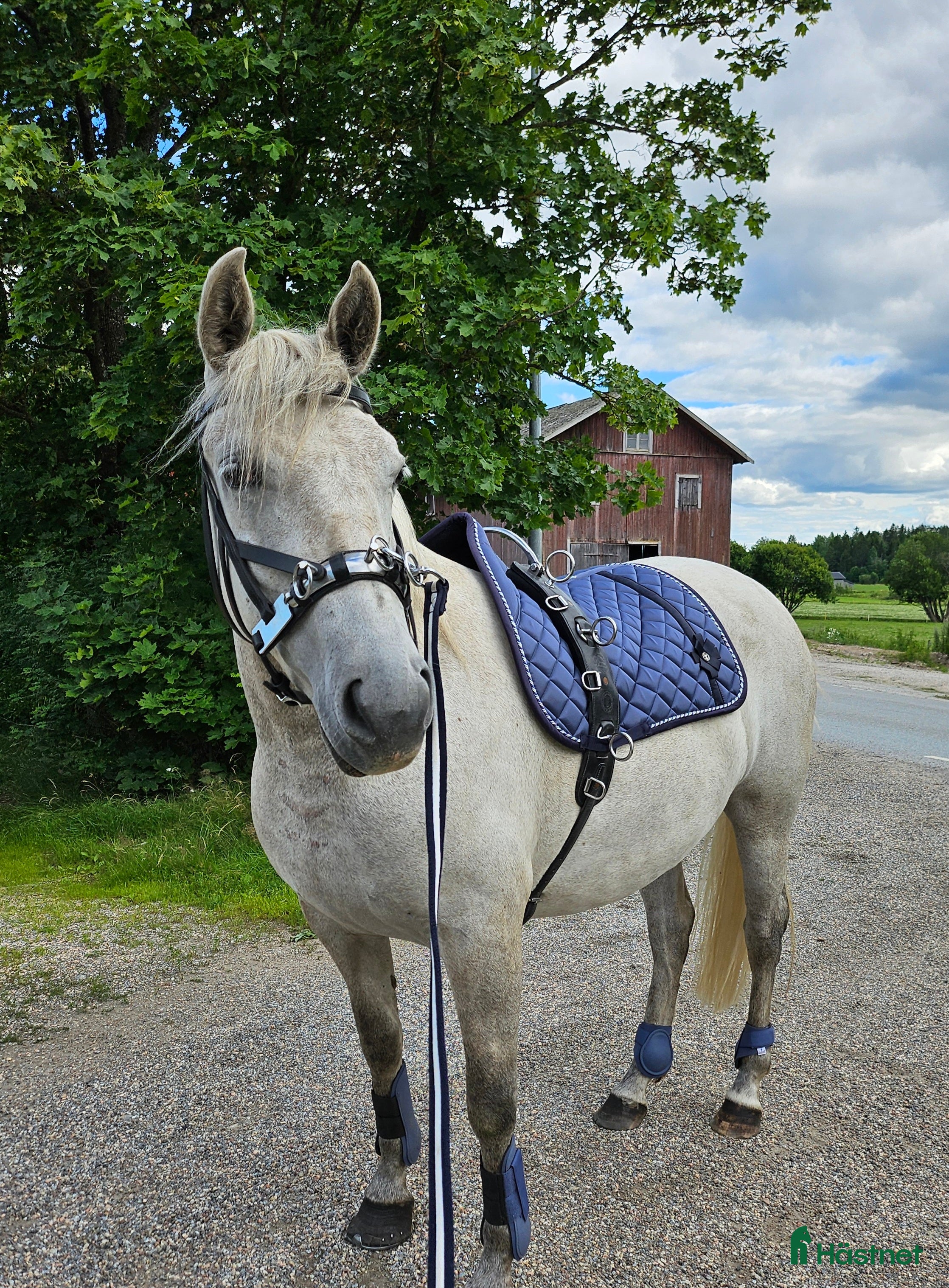  foderhäst Hobbysto söker fodervärd i Norrköping - Annons 6