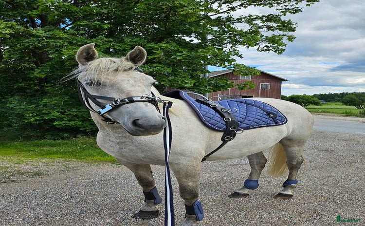  foderhäst Hobbysto söker fodervärd i Norrköping - Annons 11