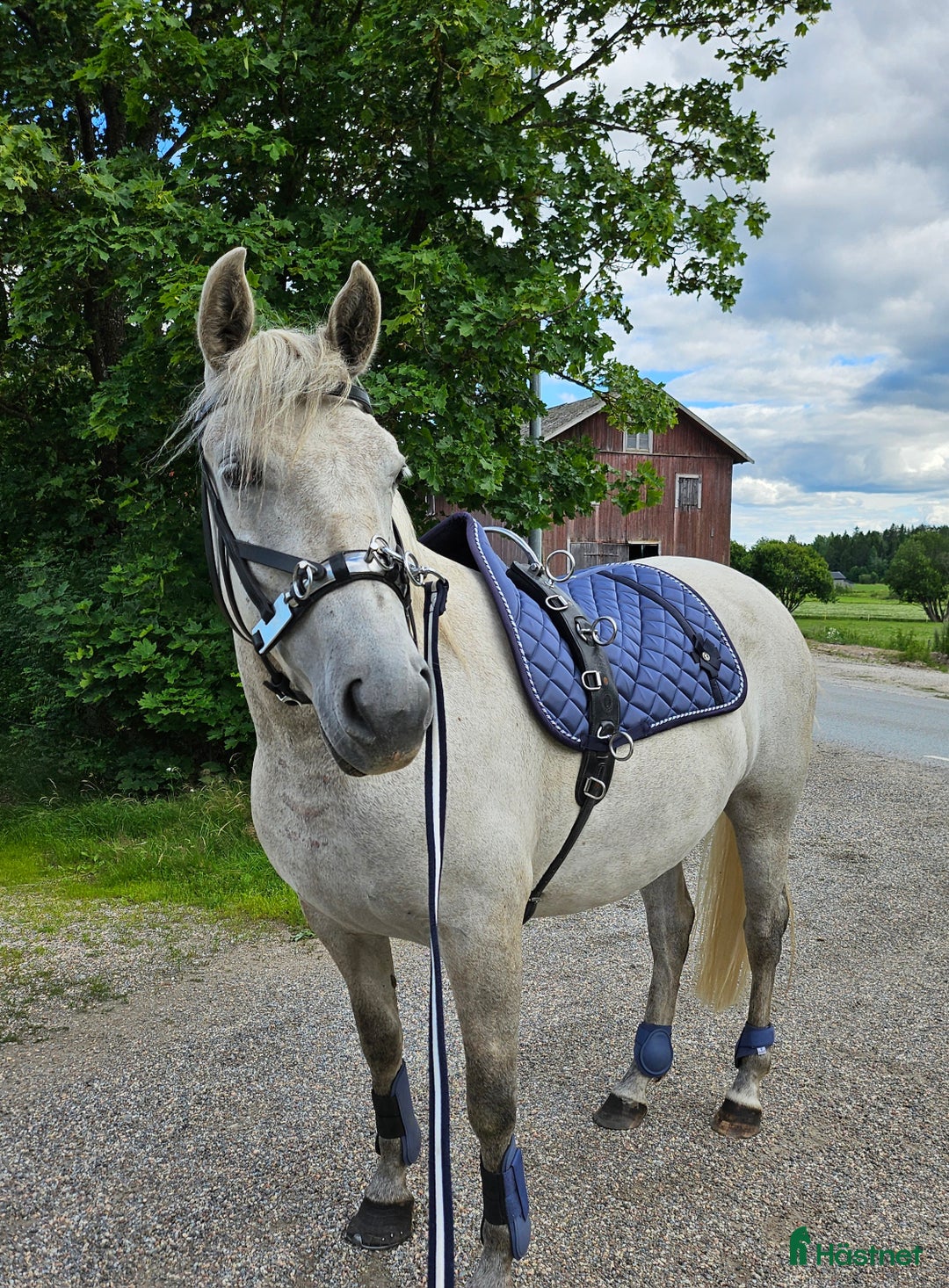  foderhäst finnes: Hobbysto söker fodervärd i Norrköping - Annons 1
