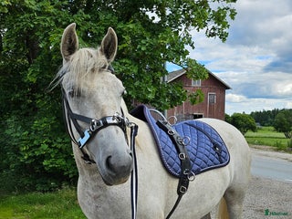 foderhäst Hobbysto söker fodervärd i Norrköping - Annons 16