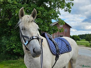 foderhäst Hobbysto söker fodervärd i Norrköping - Annons 23