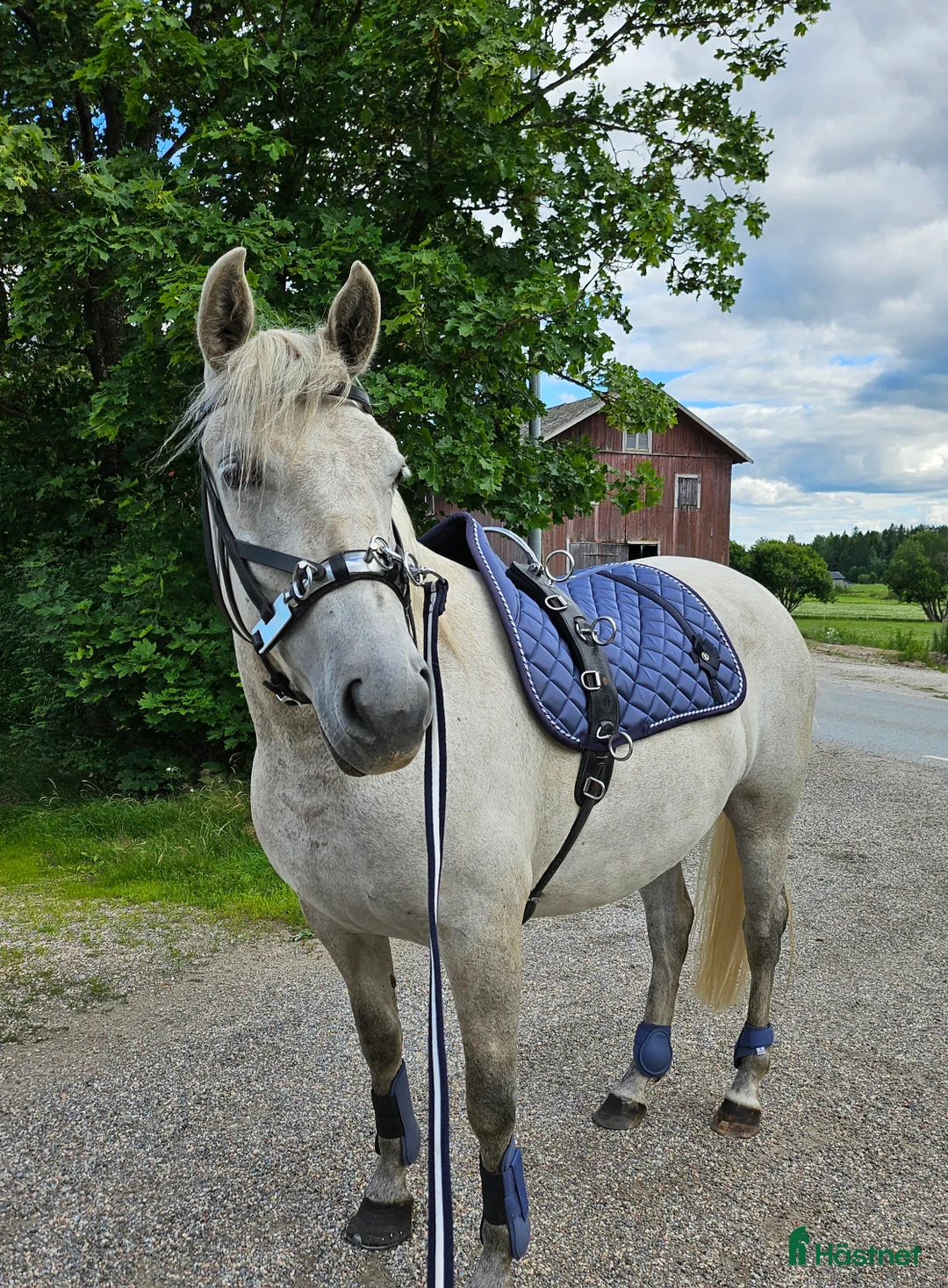  foderhäst finnes: Hobbysto söker fodervärd - Annons 1