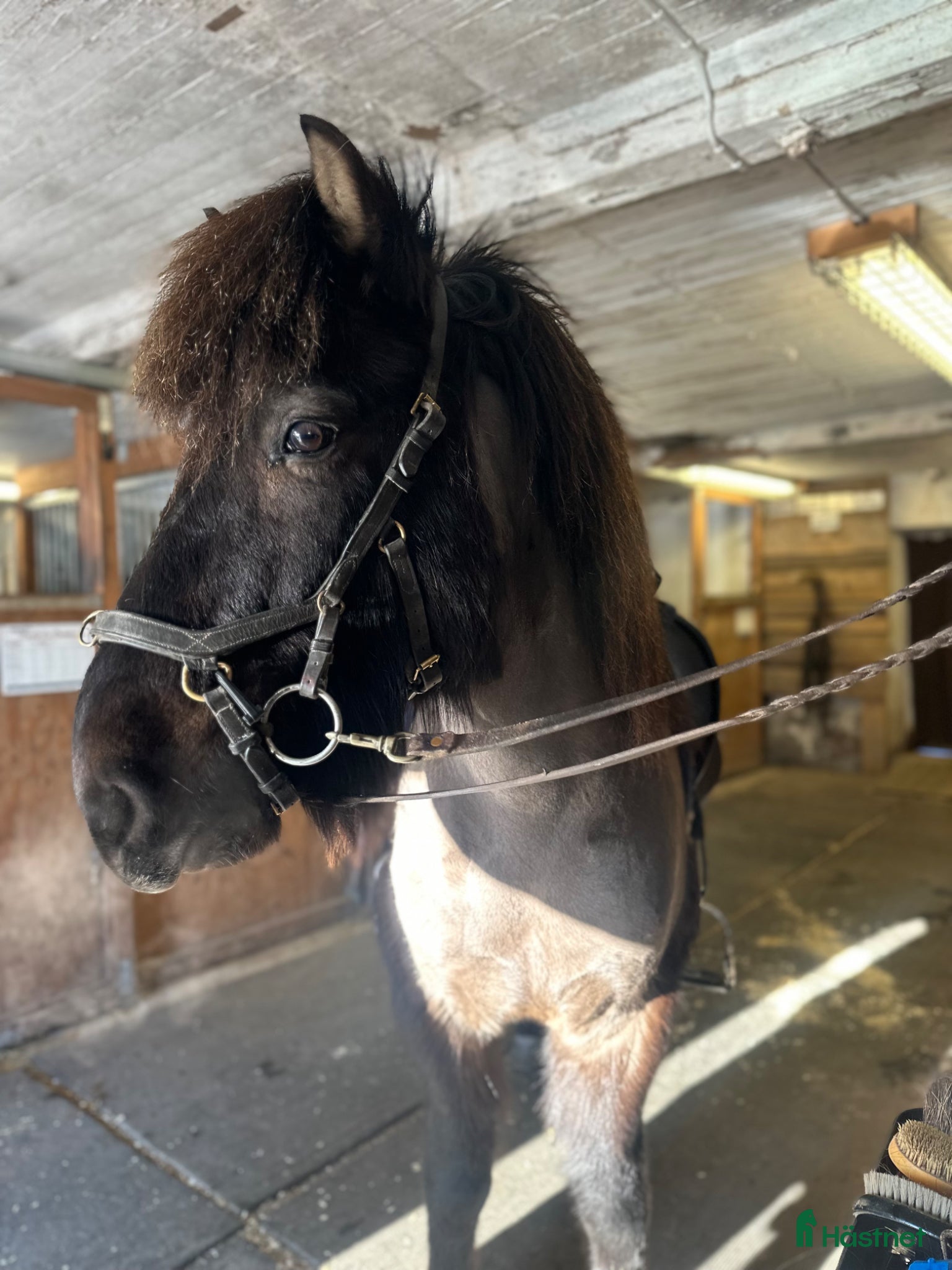  hästar Thor-Björn - stor pampig valack med potential  - Annons 7
