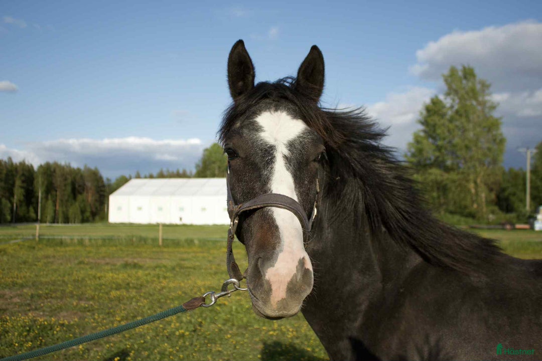 Allround hästar till salu: 1-årig hingst i Norrfjärden - Bild 4