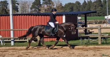  hästar Elegant multi-talang i Svärtinge - Annons 10