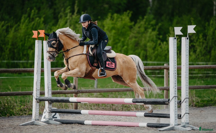  hästar i Piteå - Annons 4