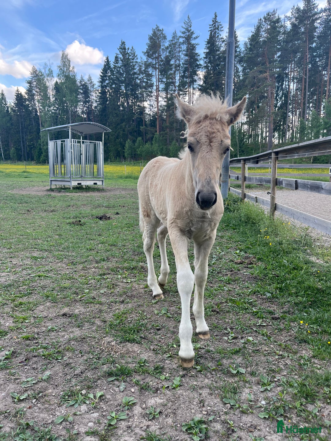 Island hästar till salu: Sockersöt sto i Näshulta - Annons 10