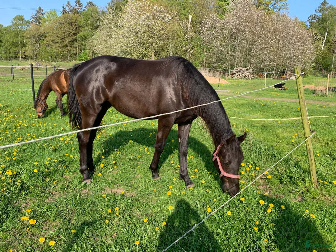  stallplats finnes: Boxplats till sällskapshäst i Slöinge - Annons 1