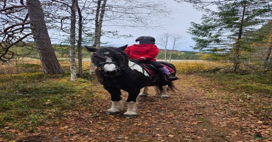  hästar Vackert vänligt sto i Bjursås - Annons 6