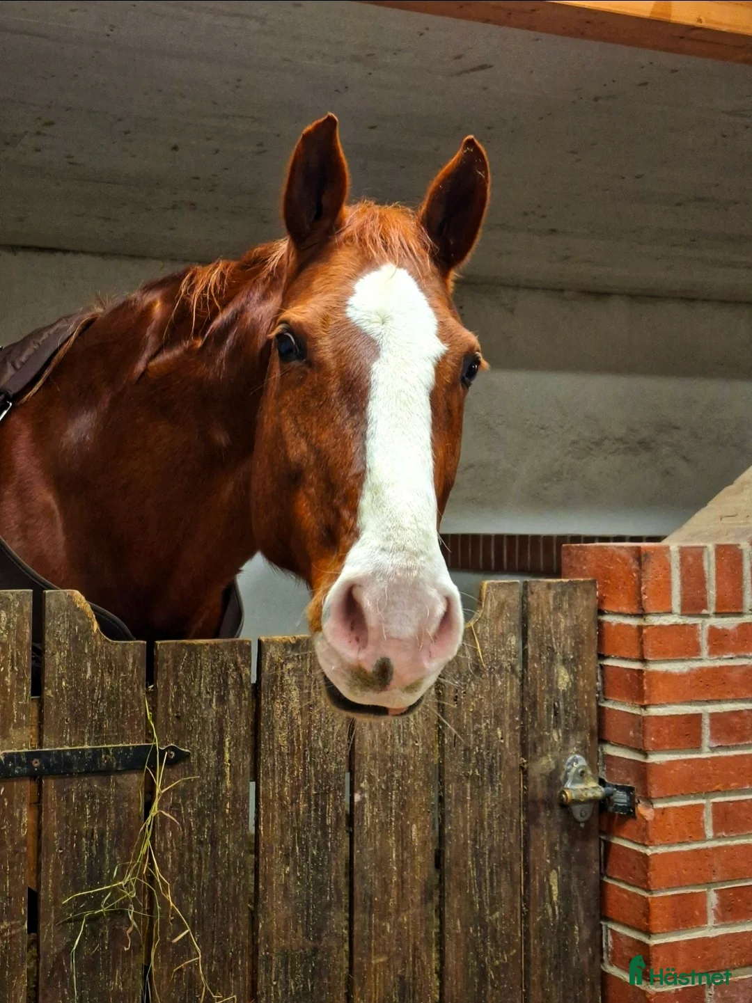 Allround hästar till salu: Trevligt allround sto (swb) - Annons 2