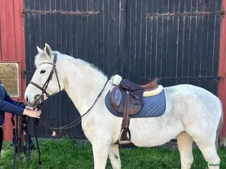 hästar Tuff ryttare sökes till enC-ponny - Annons 11