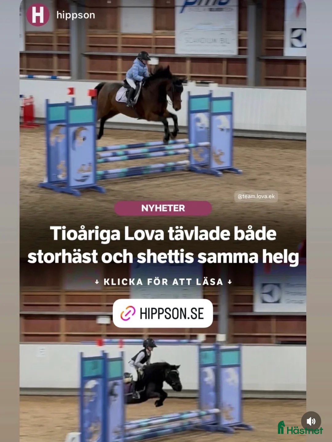 Hoppning hästar till salu: Fantastisk trevlig hoppvalack, ny film igen! - Annons 2