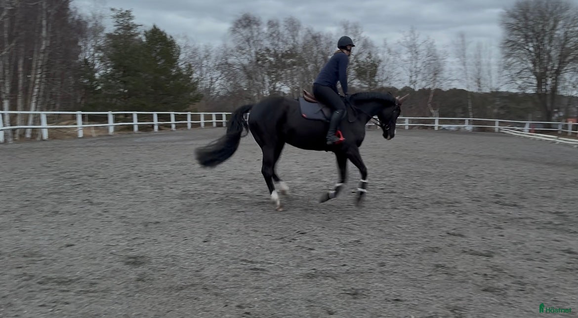  hästar Lättare ridning / projekt/ Avel - Annons 14