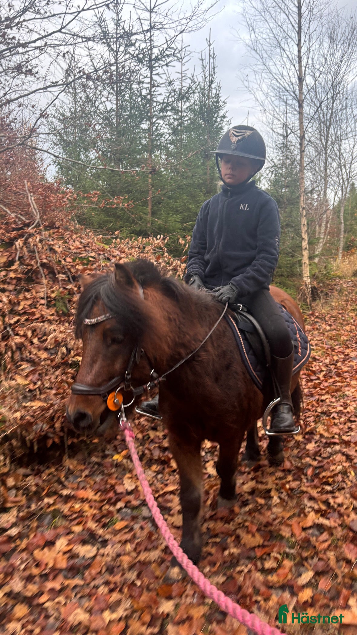  hästar Snäll Ponnytravare med kapacitet! i Vassmolösa - Annons 6
