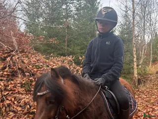 hästar Snäll Ponnytravare med kapacitet! i Vassmolösa - Annons 6