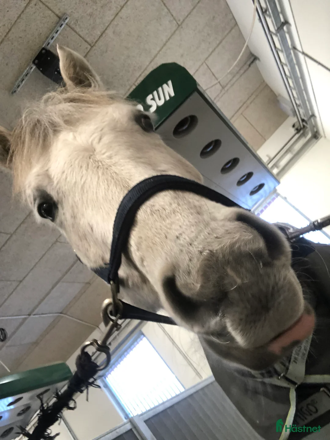  medryttarhäst sökes: Medryttare finnes! - Annons 2