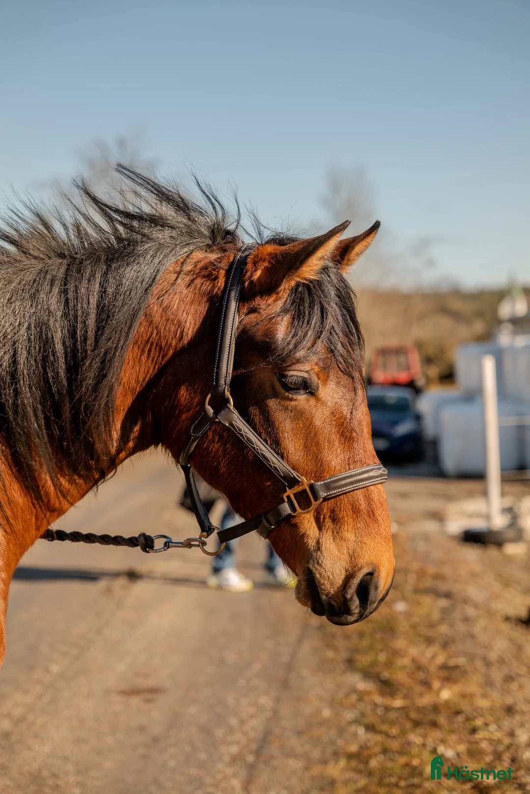 Allround hästar till salu: Härlig arab/lipizzaner-korsning i Varekil - Annons 2