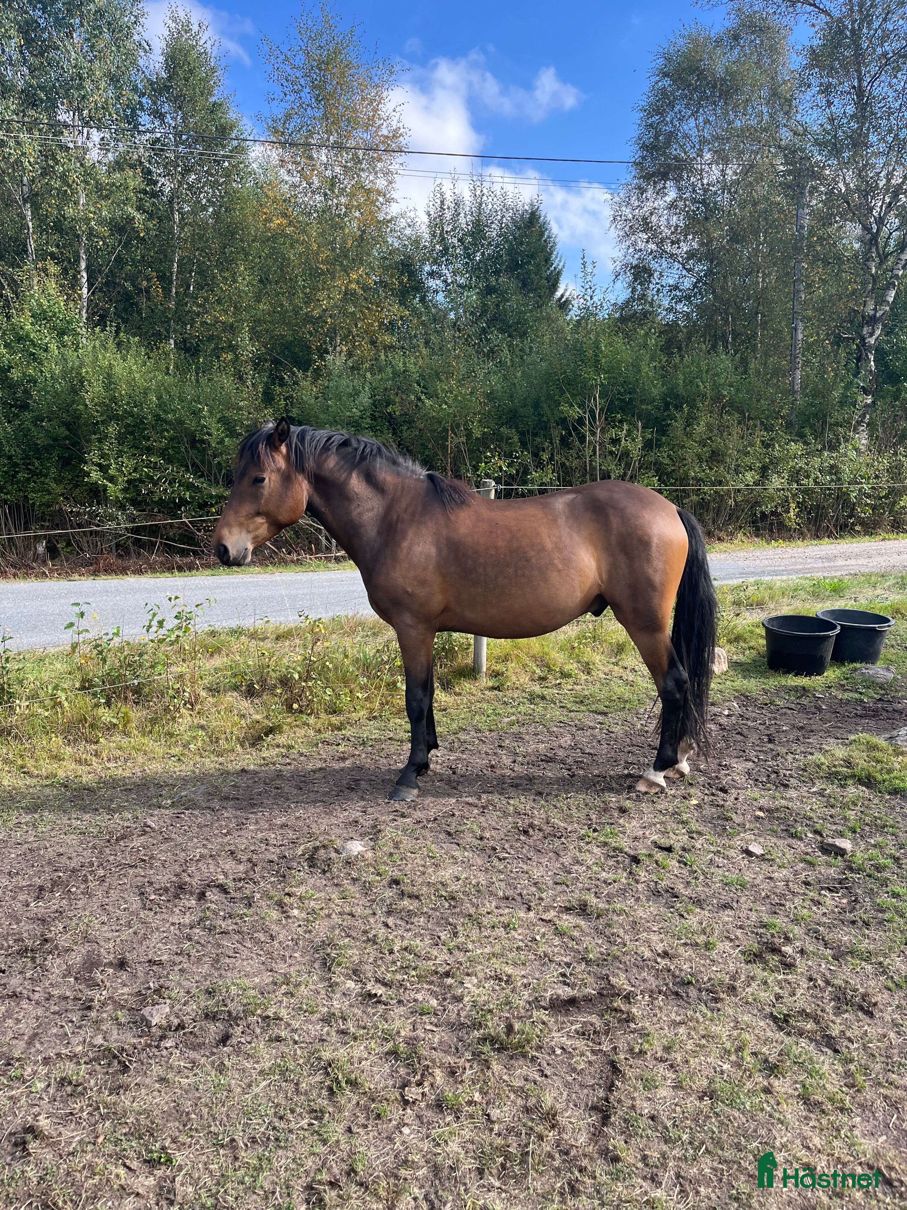  hästar Lovande ungponnyer  i Lagan - Annons 10