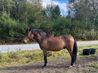 hästar Lovande ungponnyer i Lagan - Annons 10