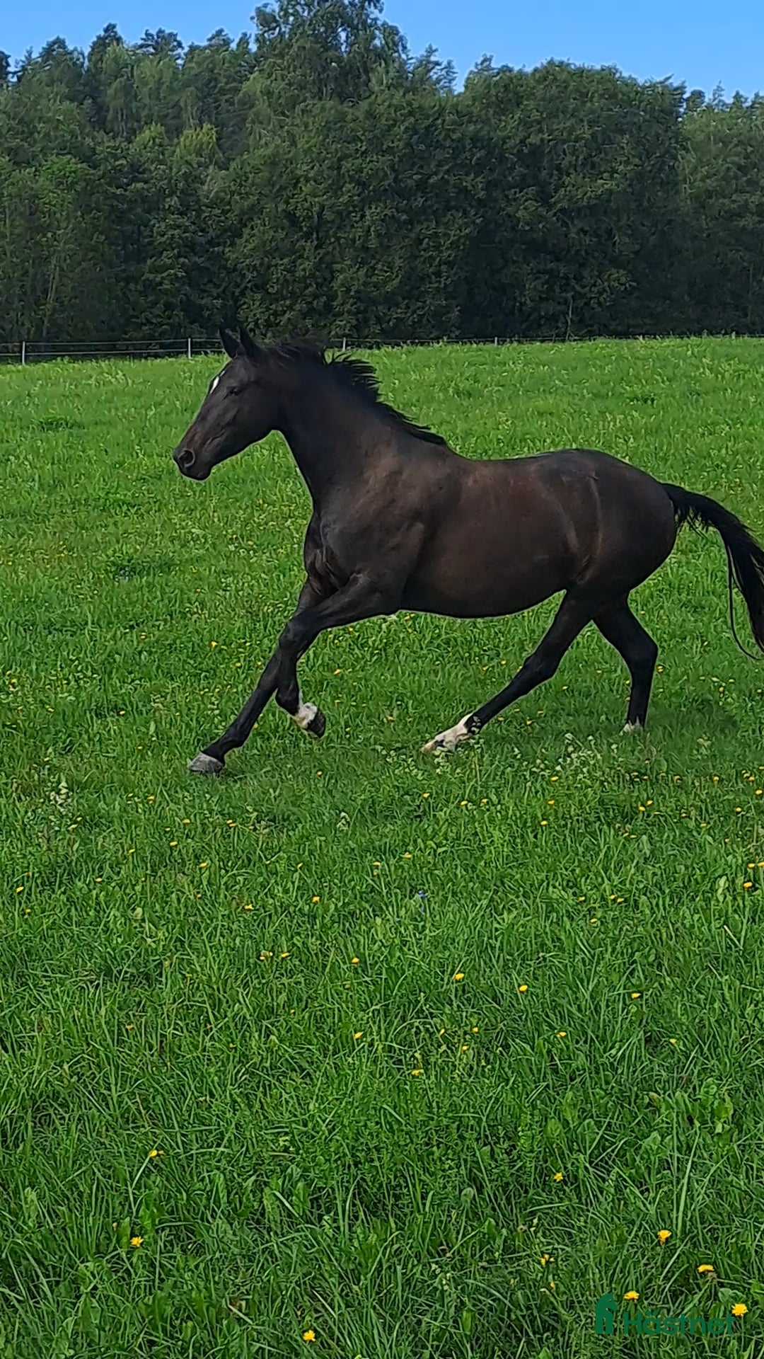 Dressyr hästar till salu: Ett äkta guldkorn i Forshaga - Annons 4