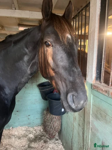 Galleribild {{count}}