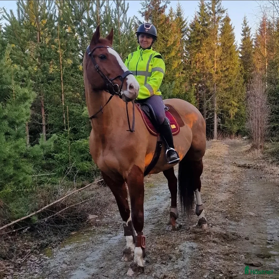 Allround hästar till salu: Trevligt allround sto (swb) - Annons 1