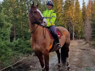 hästar Trevligt allround sto (swb) - Annons 1