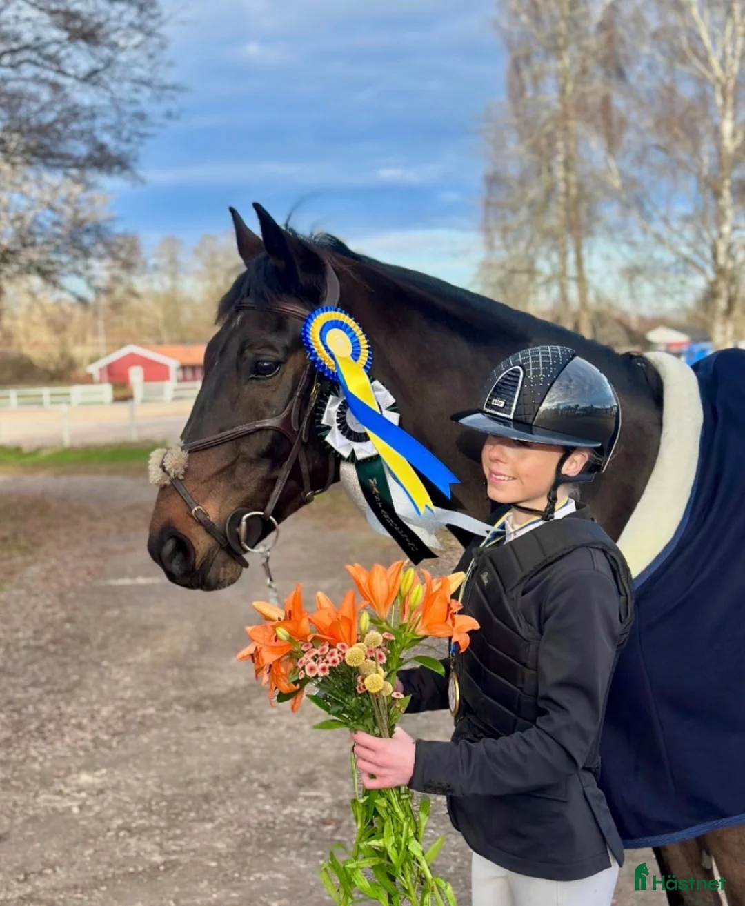 Hoppning hästar till salu: 🌟 Unik läromästare -CH/Övergångshäst 🌟 - Annons 2