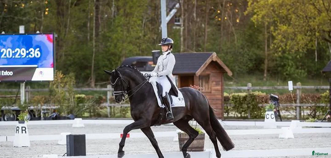 Allround hästar till salu: Svart 9-årig Valack – Pålitlig Allroundhäst i Tomelilla - Annons 4