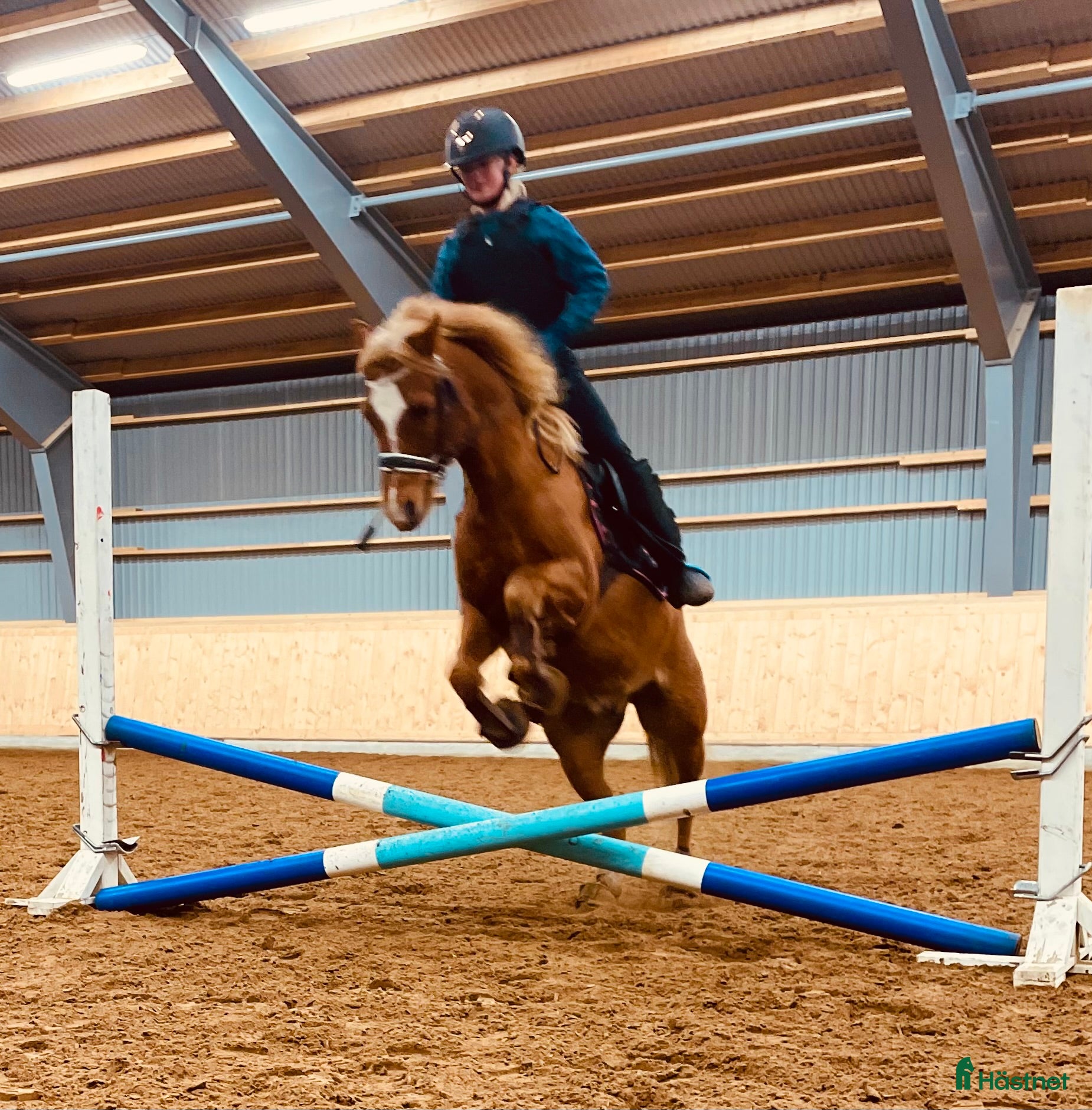 Allround hästar till salu: Träningskompis - Annons 1