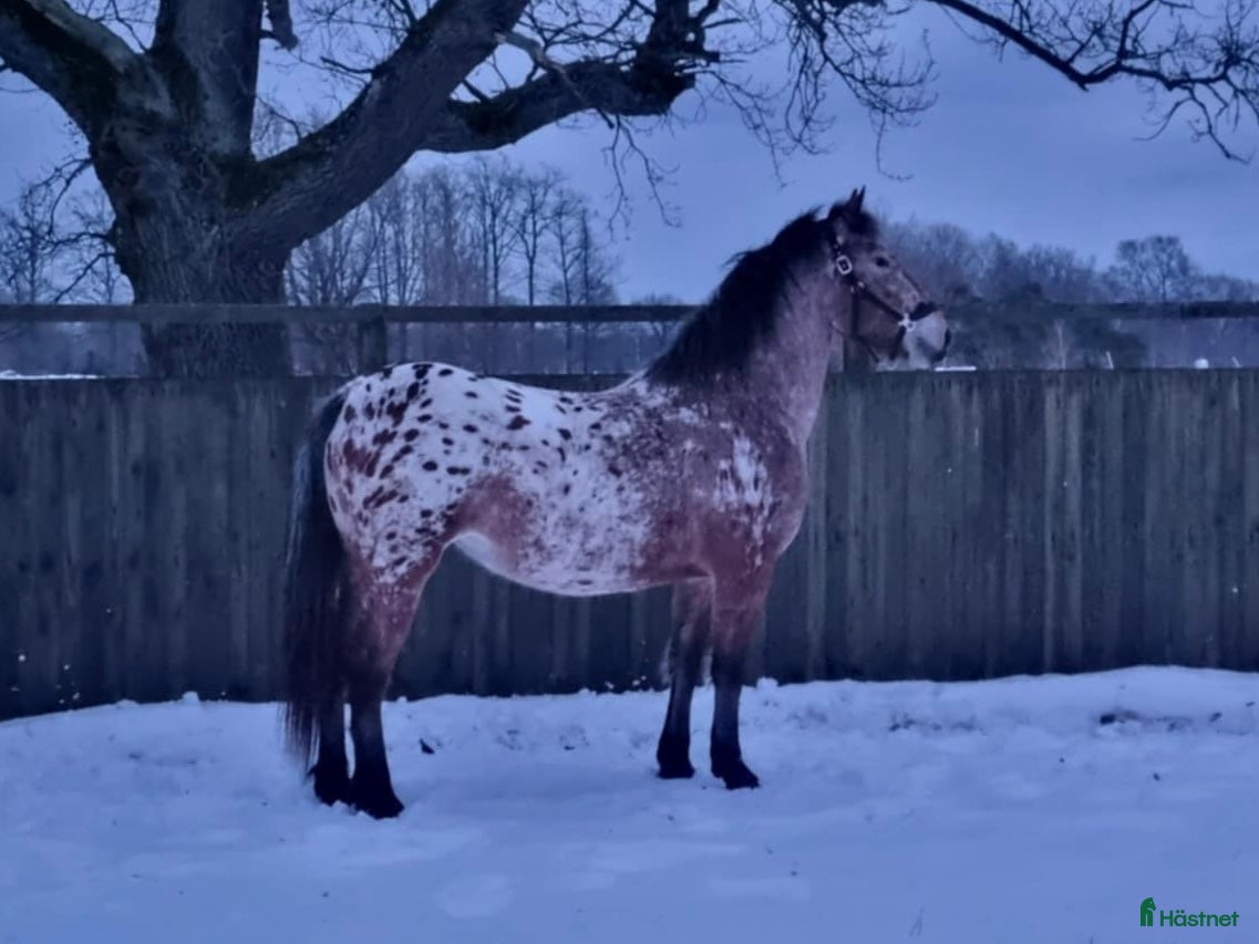  foderhäst Fodervärd/medryttare  i Fågelmara - Annons 2