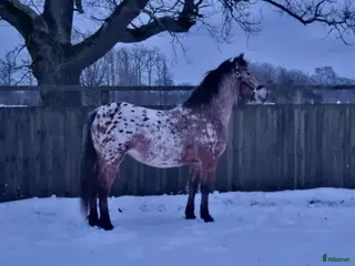 foderhäst Fodervärd/medryttare i Fågelmara - Annons 2