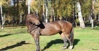  hästar Superfint sto med kapacitet i Nybro - Annons 8