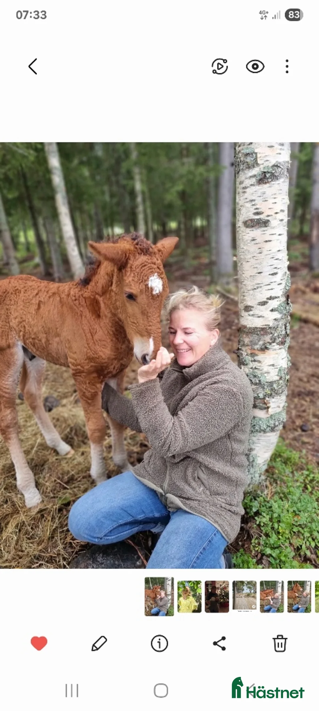 Allround hästar till salu: Am. curly-baskjir, valack - Annons 9