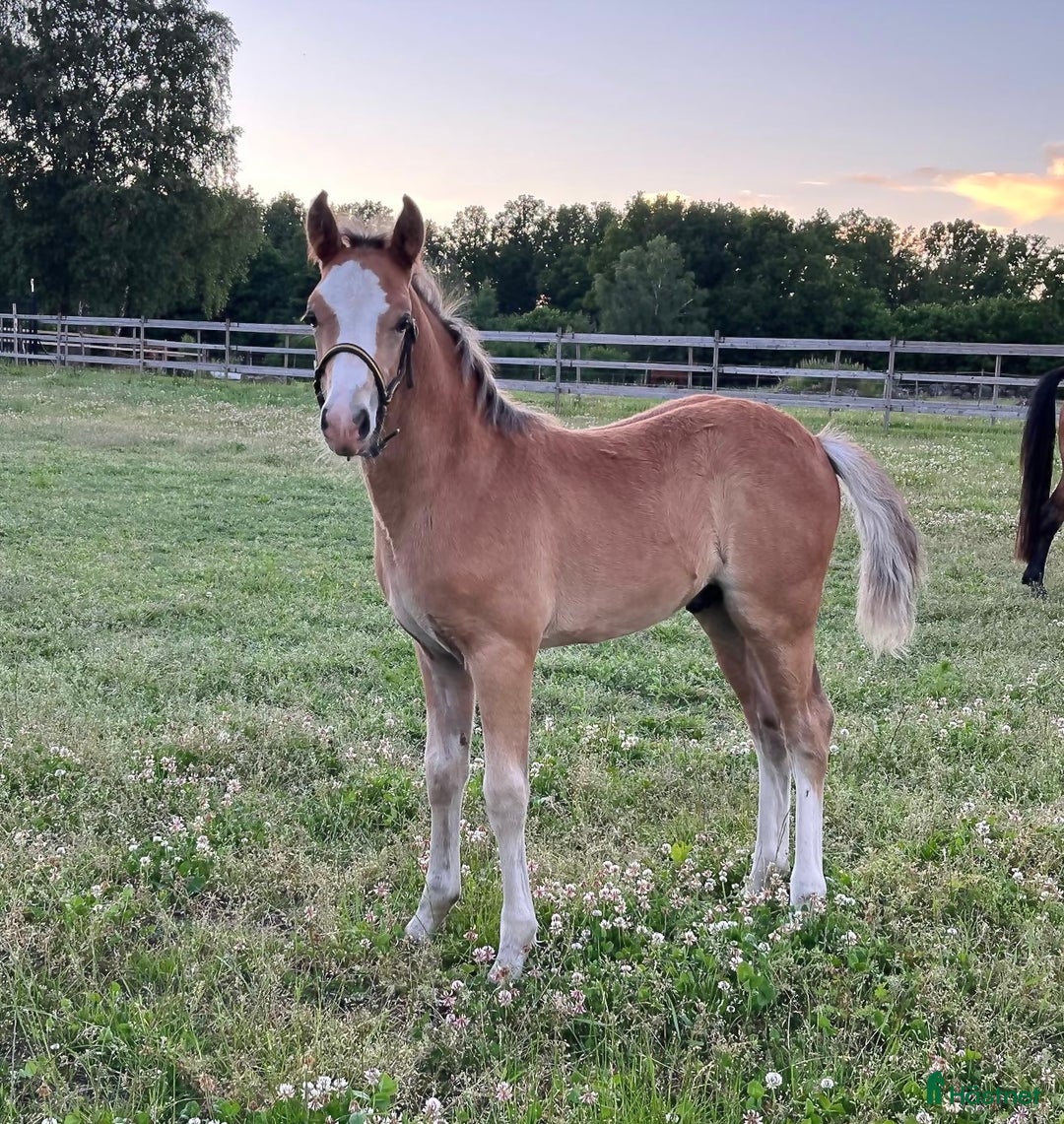 Hoppning hästar till salu: Blivande elitponny för mästerskap i Önnestad - Annons 6