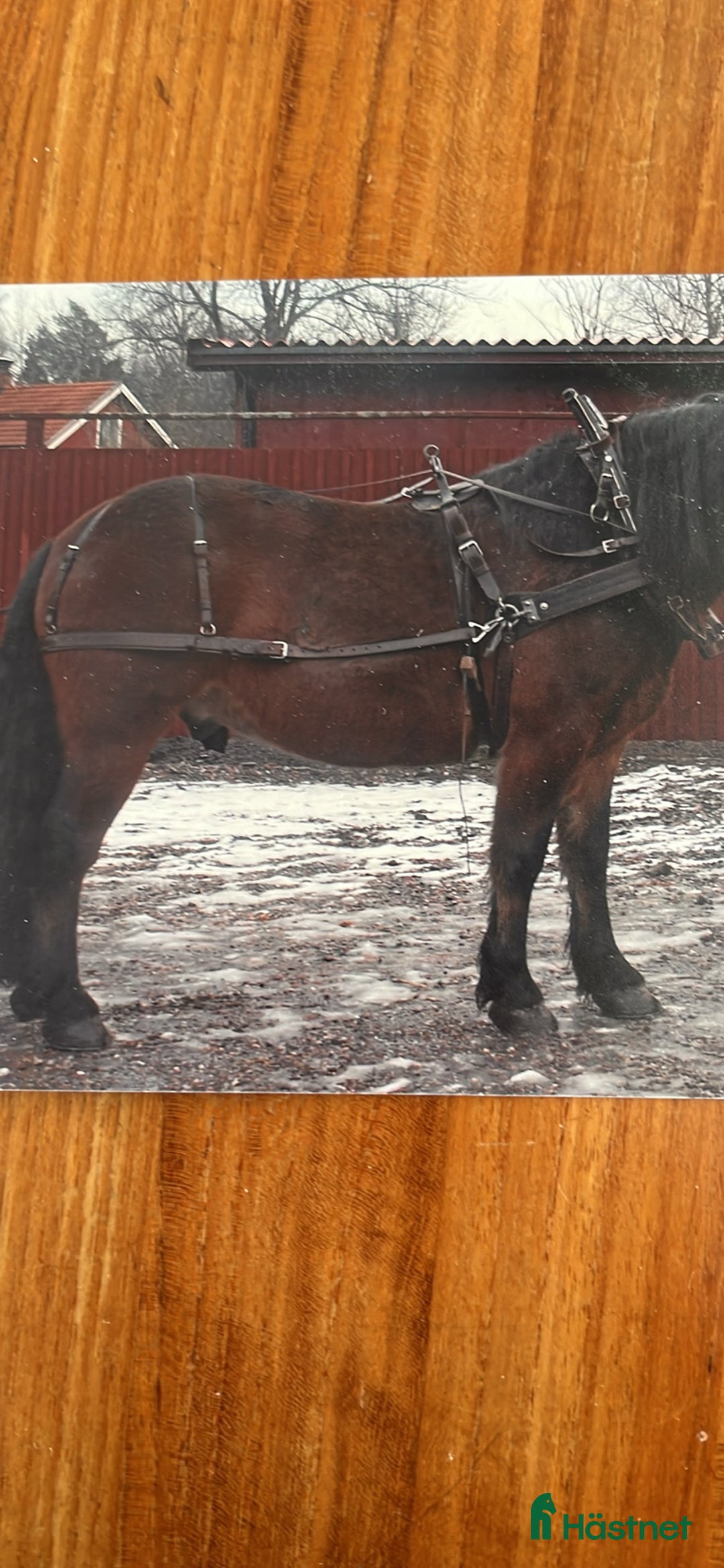 Körselar körning till salu: Arbetssele äldre modell i Valbo - Annons 2