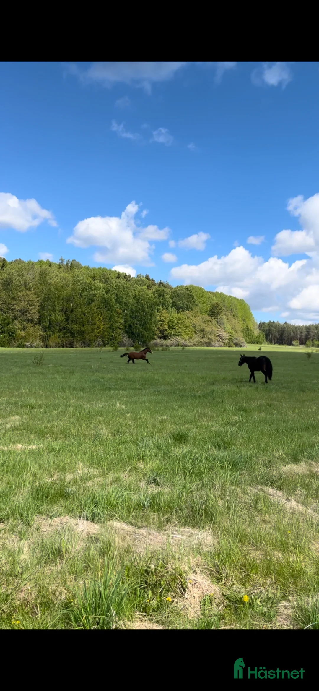  stallplats finnes: Bete i Grödinge  - Annons 1
