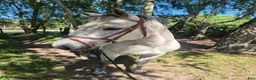Övrigt hästar till salu: Snygg projektponny - Annons 2