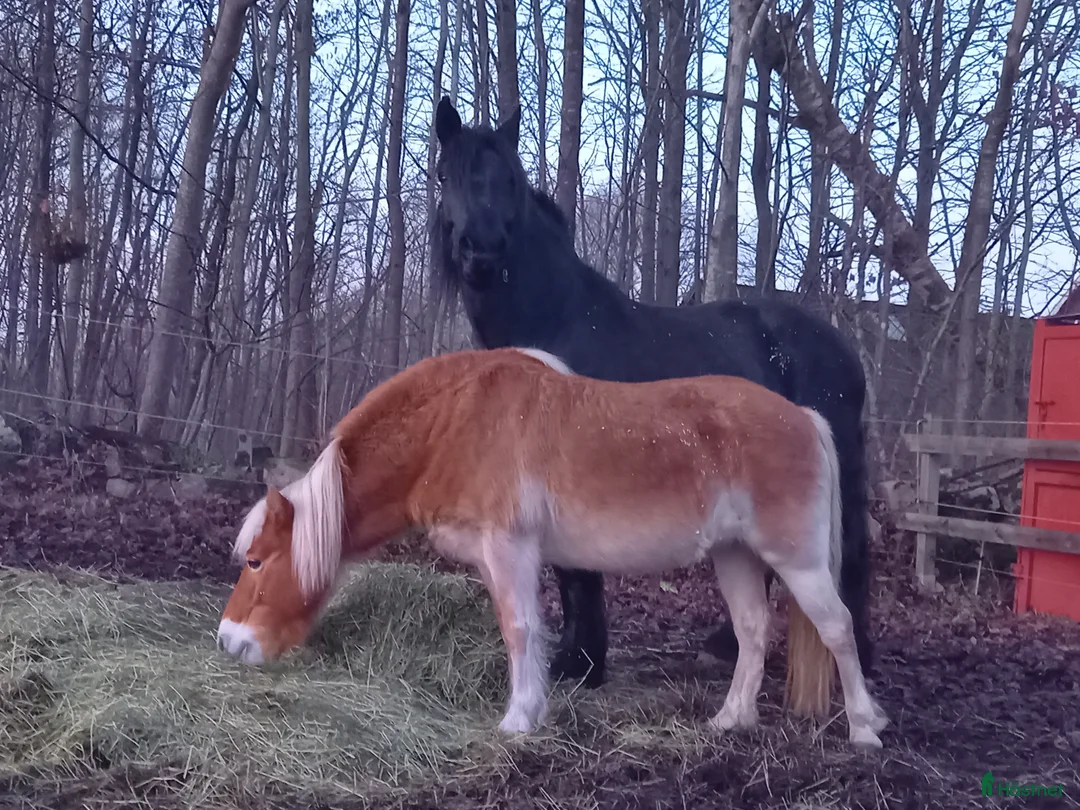 Allround hästar till salu: Lilla hjärtat i Jämjö - Annons 2