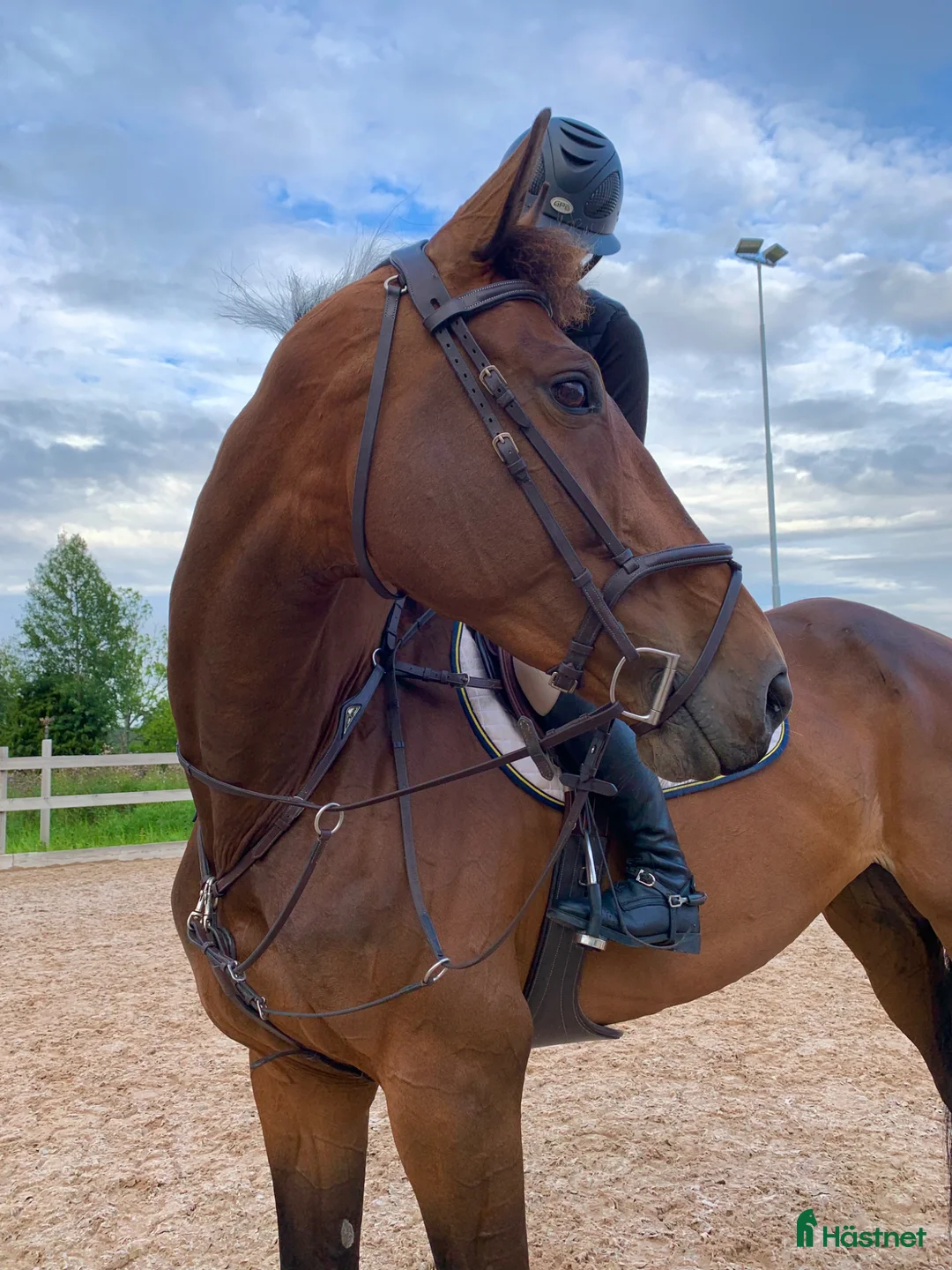  medryttarhäst finnes: Medryttare sökes  - Annons 2