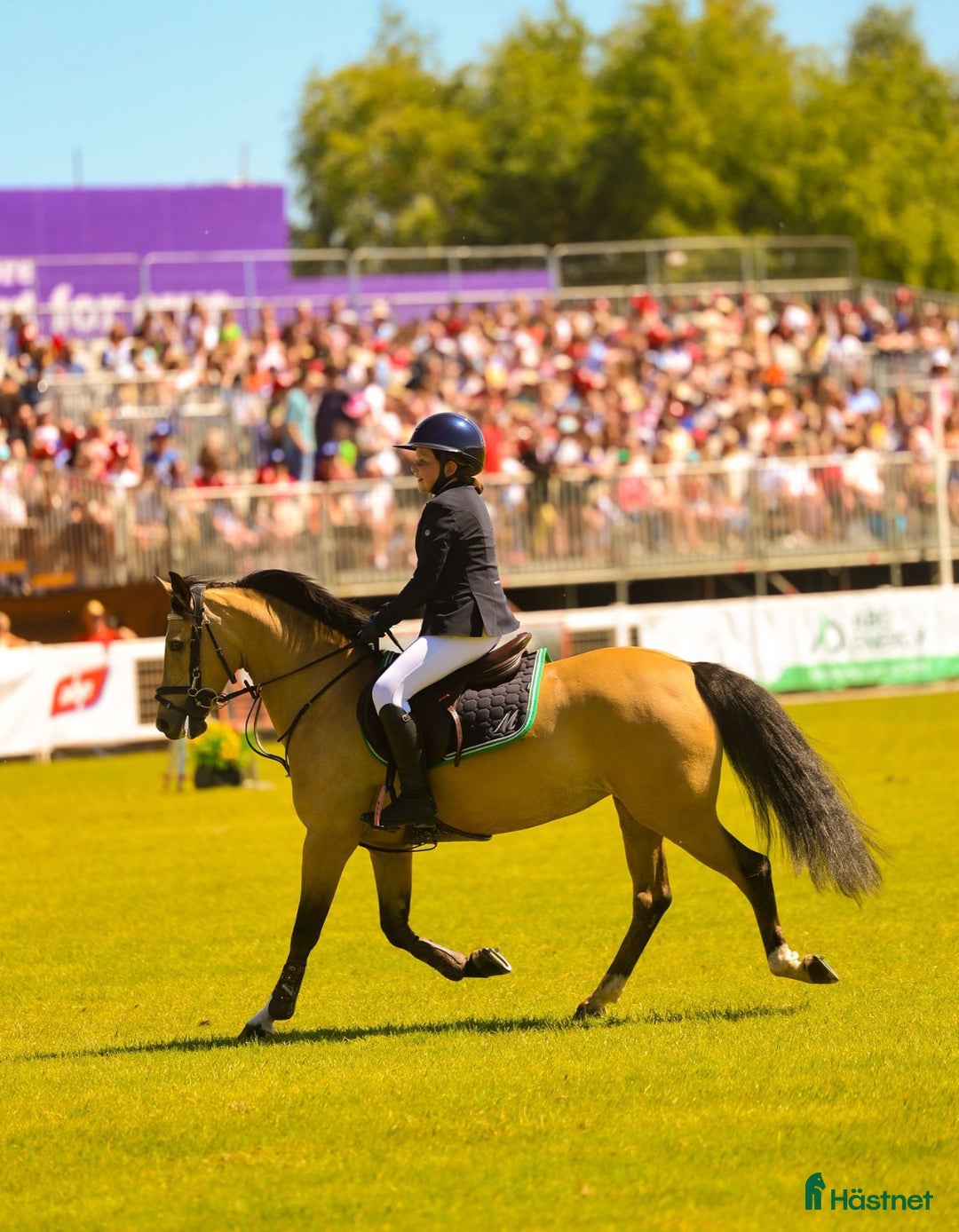 Hoppning hästar till salu: 13yr old TOP 128cm pony!!! i Stockholm - Annons 5