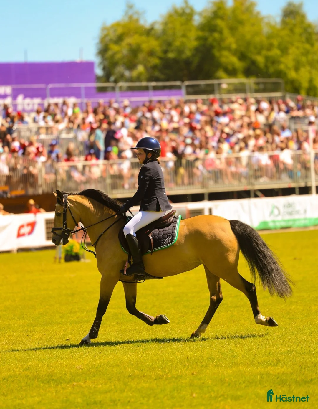 Hoppning hästar till salu: 13yr old TOP 128cm pony!!! i Stockholm - Annons 5