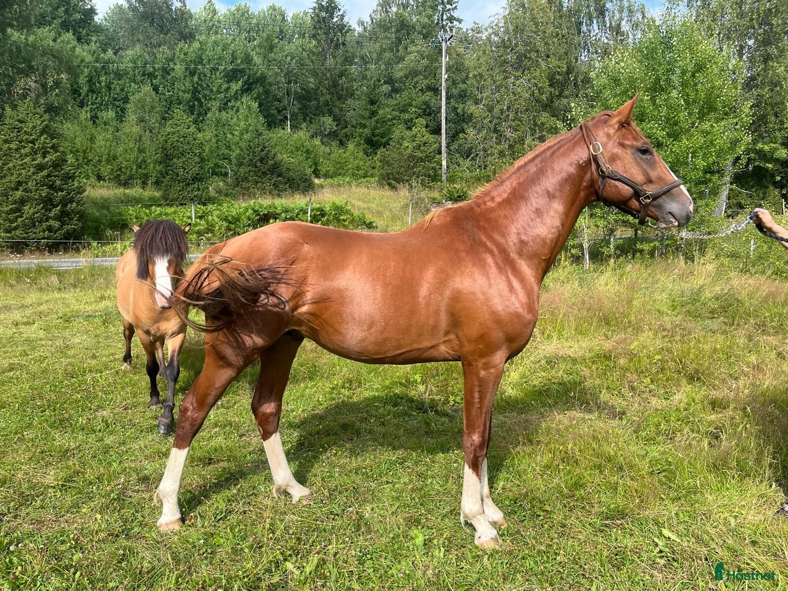  hästar SAMARBETE 2-ÅRIG HOPPHINGST MED STORA KVALITETER! - Annons 2