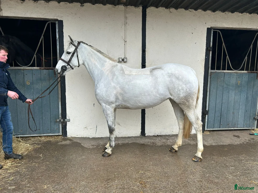 Allround hästar till salu: Alrounder/ Club Ponies i Vrigstad - Annons 13